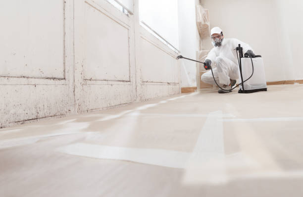 Black mold remediation team in Shiloh